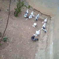 کبوتر