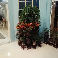 دسته گل  سبد گل ماشین عروس و گل آرایی باغ تالار|گل و گیاه طبیعی|گلبهار, شهر جدید گلبهار|دیوار