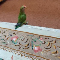 طوطی برزیلی|پرنده|رشت, آزادگان|دیوار