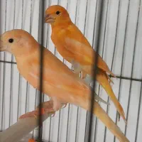 قناری نرقرمز و موزاییکی