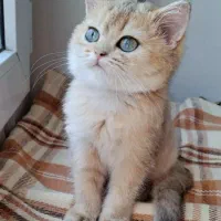 بچه گربه بریتیش اصیل