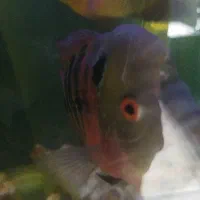 ماهی فلاور|ماهی|قم, علی آباد سعدگان|دیوار