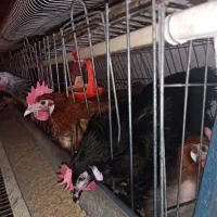 دان مرغ تخم گذار