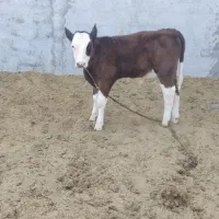 گوساله|حیوانات مزرعه|دره شهر, |دیوار