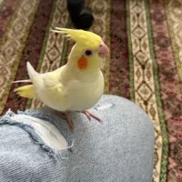 عروس هلندی|پرنده|الوند, |دیوار