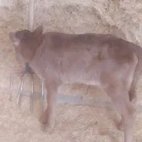 گوساله|حیوانات مزرعه|چگنی, |دیوار