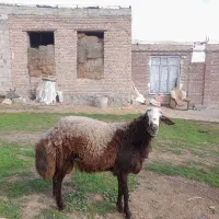قوچ