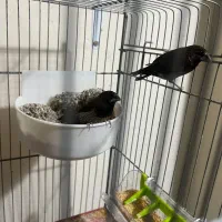 فنچ بنگالی اورجینال بدون حتی یدونه ابلغ