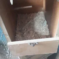 لانه تکثیر حرفه ای ملنگو عروس گرینچیک