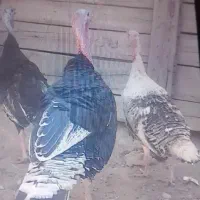 بوقلمون ماده