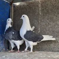 کبوتر پرشی