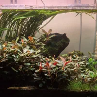 شیشه/ پایه mdf / کل دکور