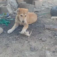 توله نر افقان