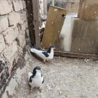 چپ نرماده|پرنده|لنجان, |دیوار