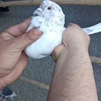 کبوتر شمرون|پرنده|فشم, |دیوار