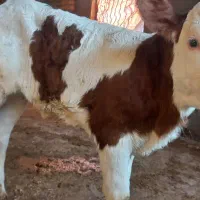 گوساله سمینتال و هلشتاین