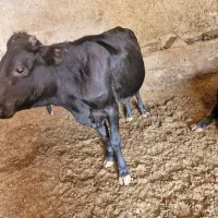 گوساله نر