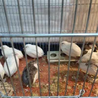 بلدرچین زینتی|پرنده|نجف‌آباد, قلعه سفید|دیوار