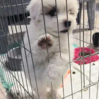 فروش سگ میکس شیتزو پامرانین|سگ|کرمان, |دیوار