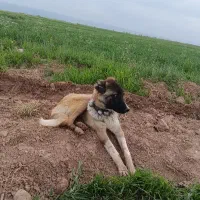 واگذاری توله سراب