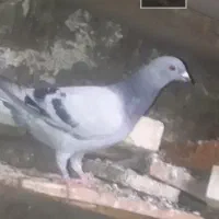 این کبوتر ۱۰ روز کسی خواست|پرنده|کارون, |دیوار