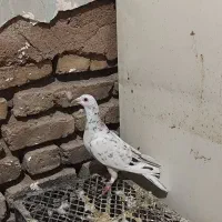 هفرنگ خطی اصیل|پرنده|قزوین, |دیوار