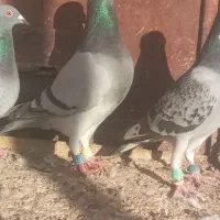 مجسمه کبوتر|مجسمه، تندیس، ماکت|زابل, |دیوار