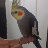 طوطی عروس هلندی