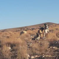سگ گله ای نگهبان .|سگ|بیرجند, |دیوار