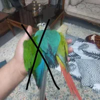 گرینچیک طوطی اناناسی رد|پرنده|اصفهان, شهرک کاوه|دیوار