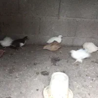بلدرچین نروماده