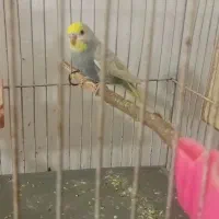 مرغ عشق ریمبو رنگ خاص