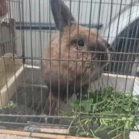 خرگوش لوپ باهوش