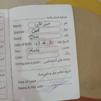 گربه نر۱ساله مهربان واگذاری رایگان|گربه|پردیس, فاز ۱|دیوار