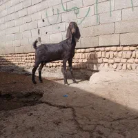 بز آخرت