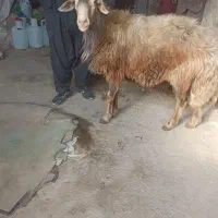 قوچ درجه یک  90به بالا