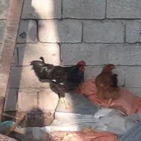 خروسهای داشتی بهترین رنگ دو رگه|حیوانات مزرعه|املش, |دیوار