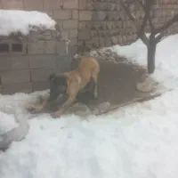 طوله سرابی|حیوانات مزرعه|مشگین شهر, |دیوار