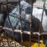 کبوتر|پرنده|رفسنجان, |دیوار