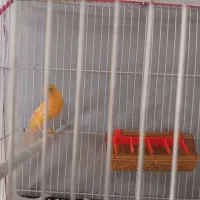 قناری|پرنده|چناران, |دیوار