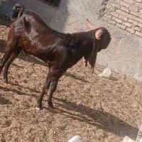 تکشاد مری اصل گوش دراز