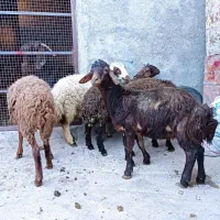 بره نر