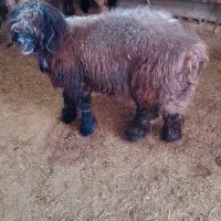 کوه تخمی|حیوانات مزرعه|مسجد سلیمان, |دیوار