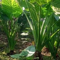 گل بابا ادم حراج بخاطر ساخت ساز|گل و گیاه طبیعی|سنگر, |دیوار