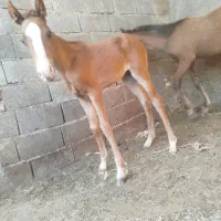 کره مادیان 60روزه