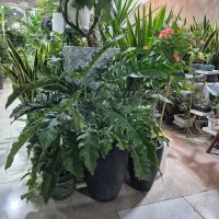 یوکا|گل و گیاه طبیعی|مشهد, شهرک صنعتی توس|دیوار