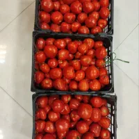 گوجه فرنگی