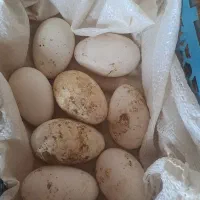 تخم غاز|حیوانات مزرعه|مینودشت, |دیوار