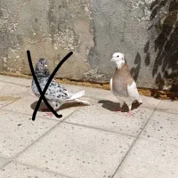 کفتر دمسفید طوقی