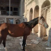 مادیان دره شوری ابستن